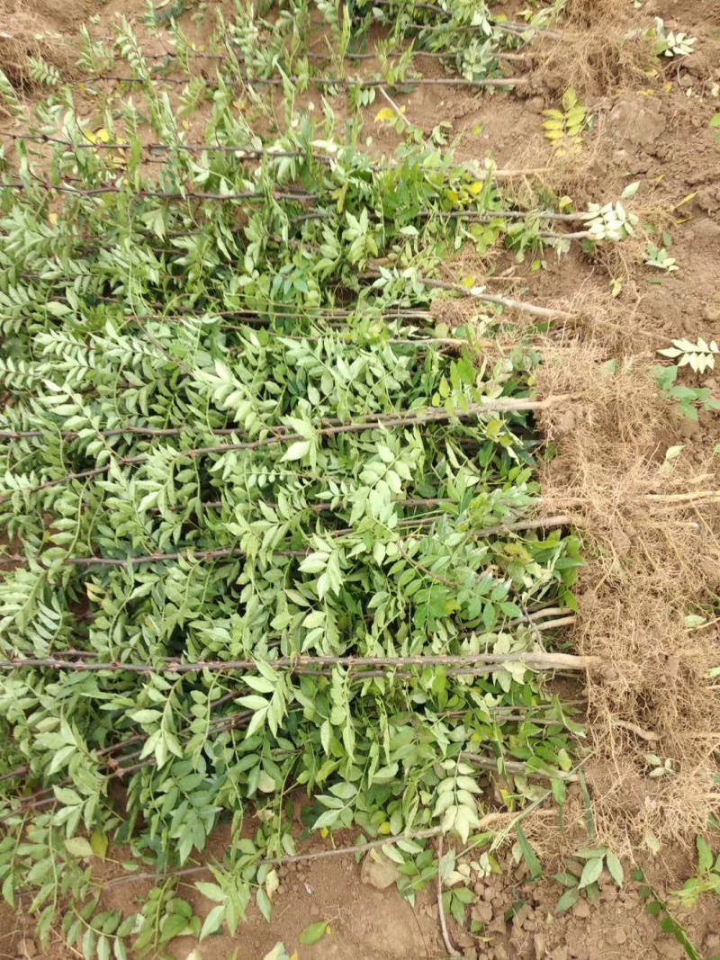 正品花椒苗大红袍狮子头产地直销免费提供种植技术