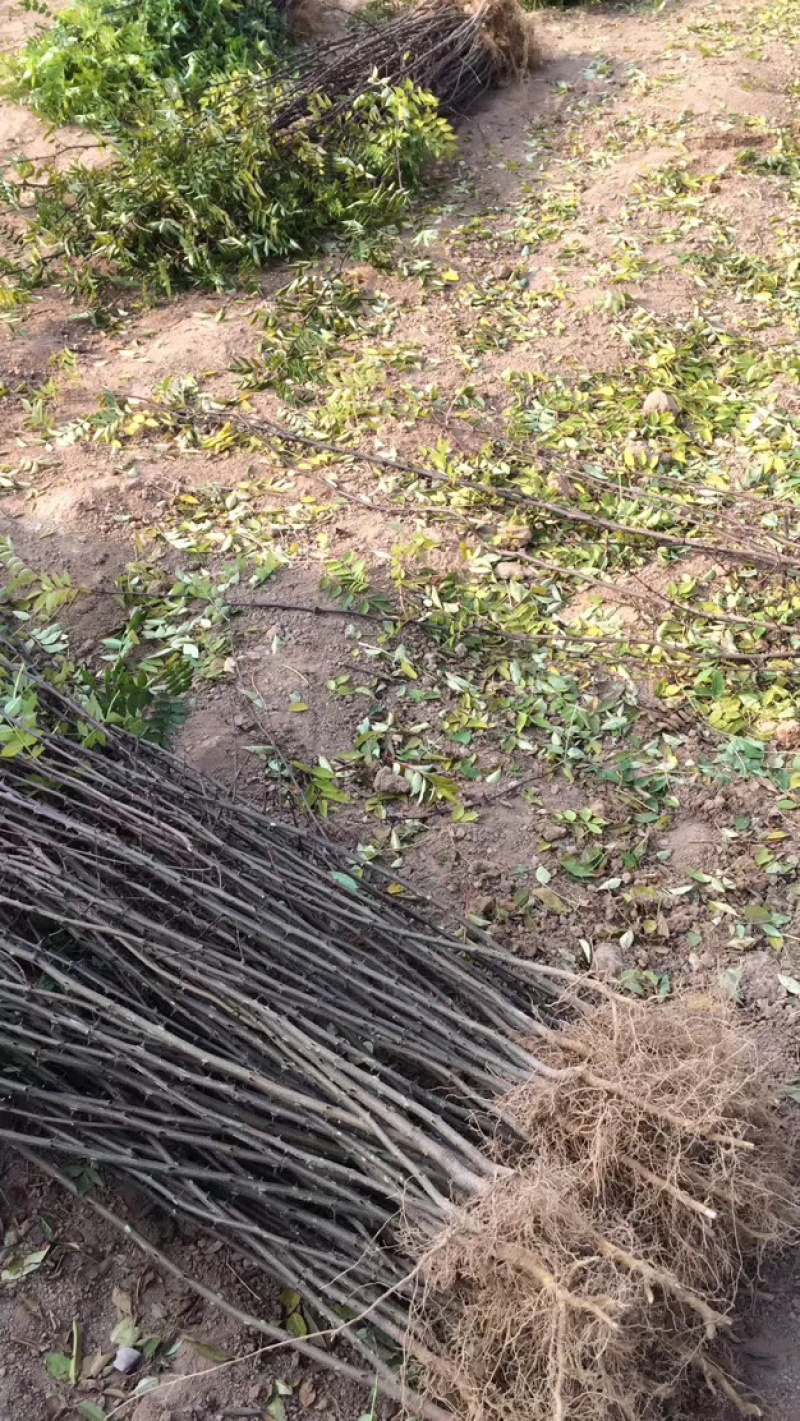 正品花椒苗大红袍狮子头产地直销免费提供种植技术