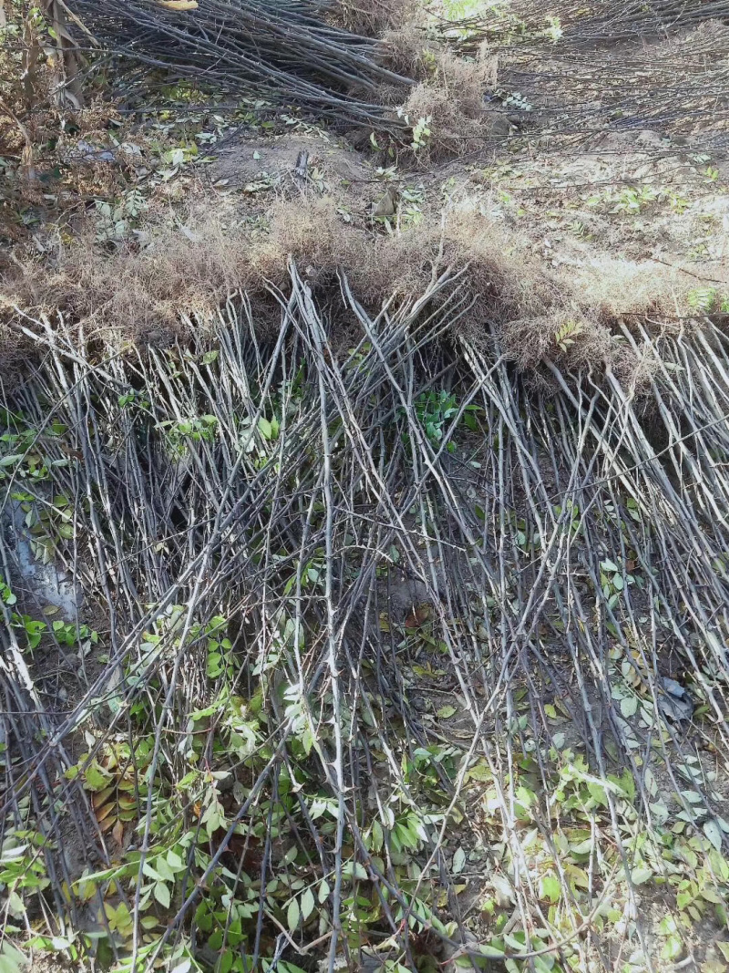 正品花椒苗大红袍狮子头产地直销免费提供种植技术