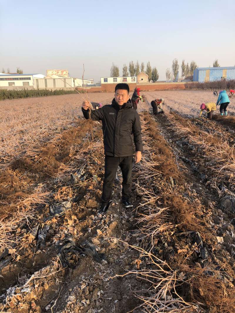 山东，阳光玫瑰葡萄苗，南北方种植，盆栽，地载