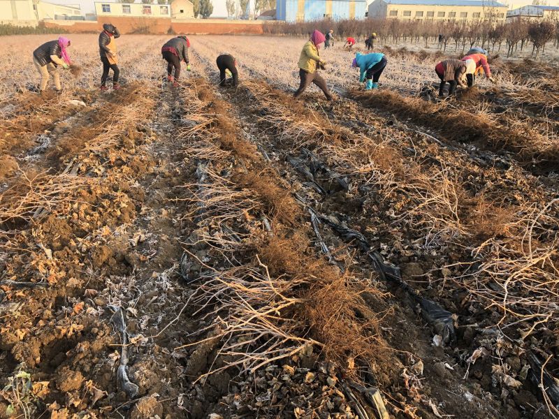 山东，阳光玫瑰葡萄苗，南北方种植，盆栽，地载