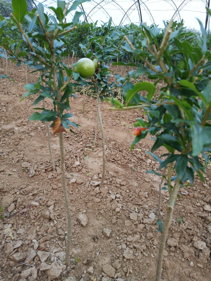 石榴苗软仔石榴千层花石榴果石榴南北种植包邮发货