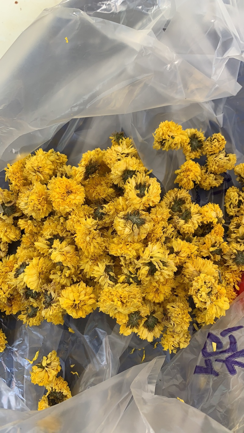 大量怀菊花出售
