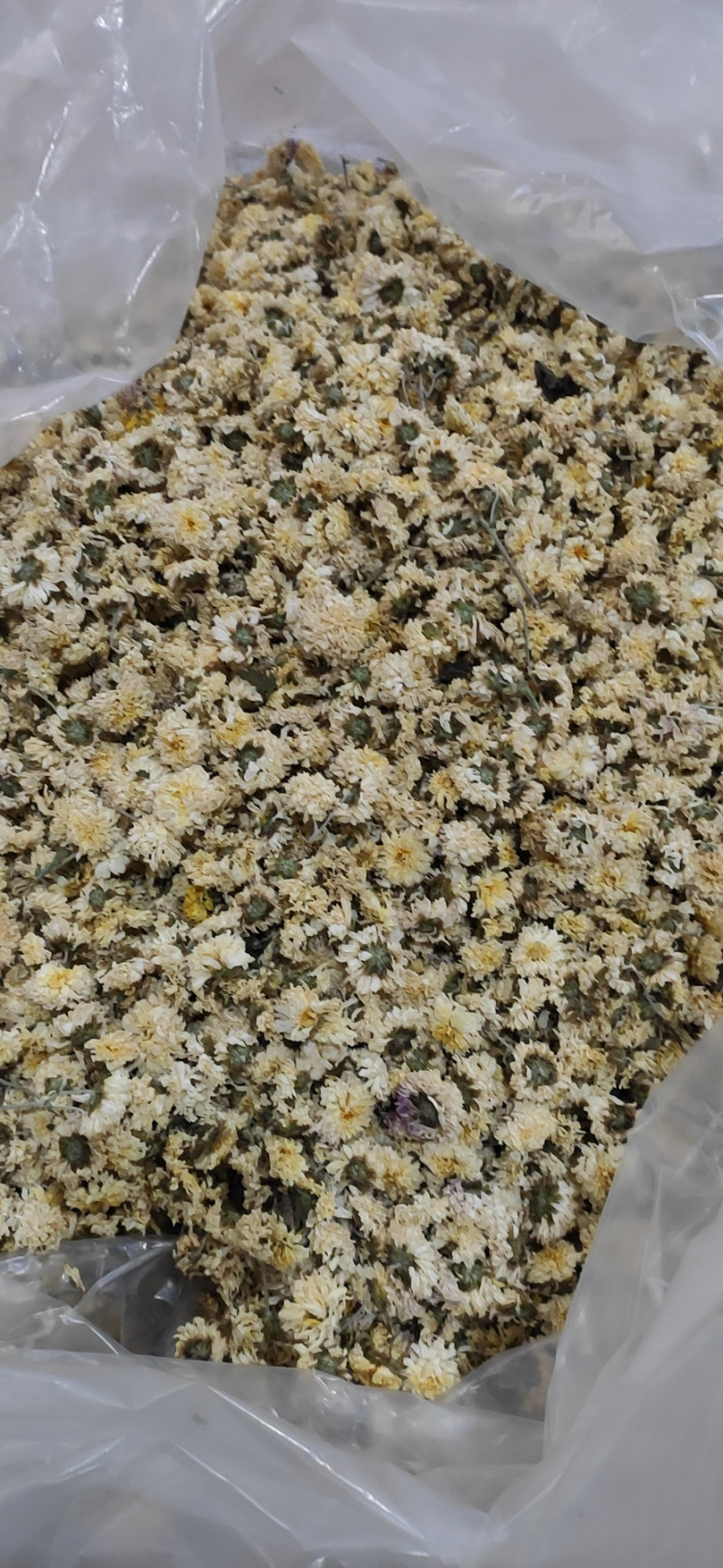 大量怀菊花出售