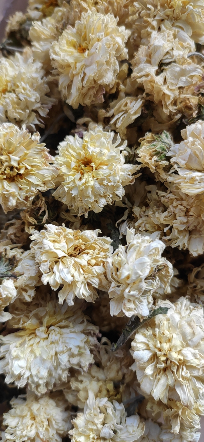 大量怀菊花出售