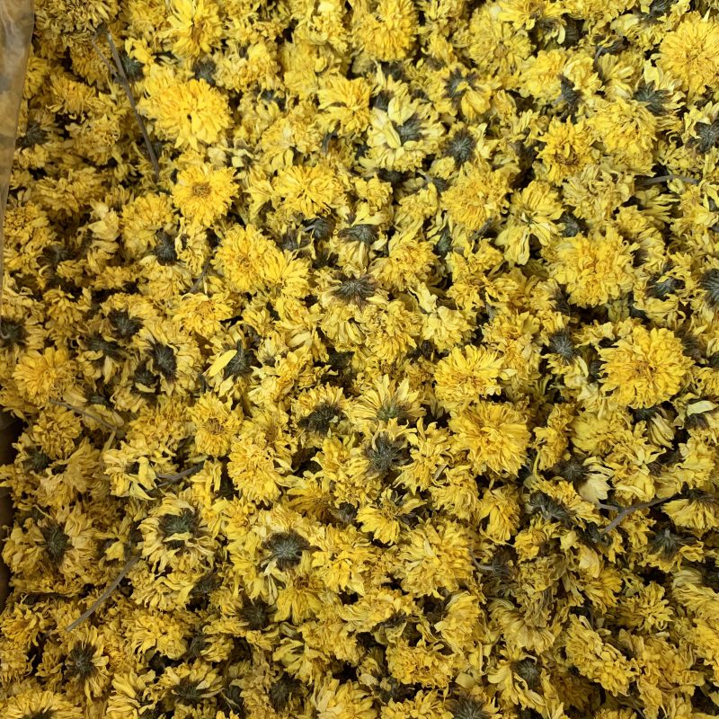 大量怀菊花出售