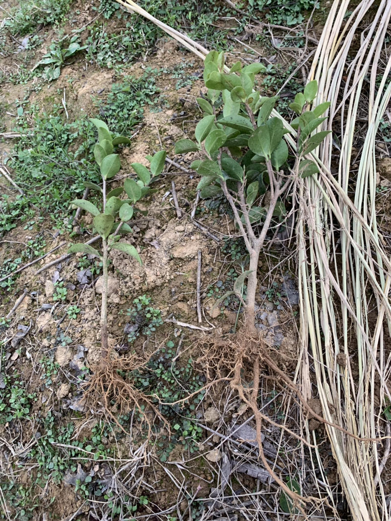 茶梅茶梅苗，1至3年生小苗，农户直销。