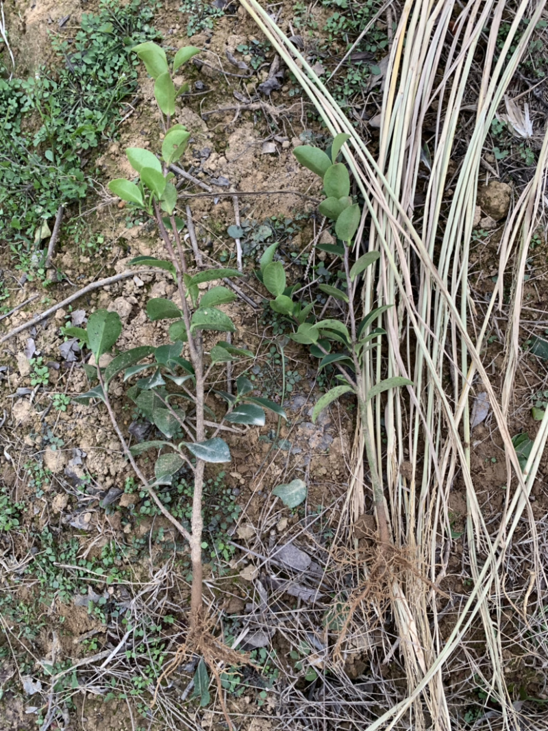 茶梅茶梅苗，1至3年生小苗，农户直销。
