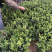 茶梅茶梅苗，1至3年生小苗，农户直销。