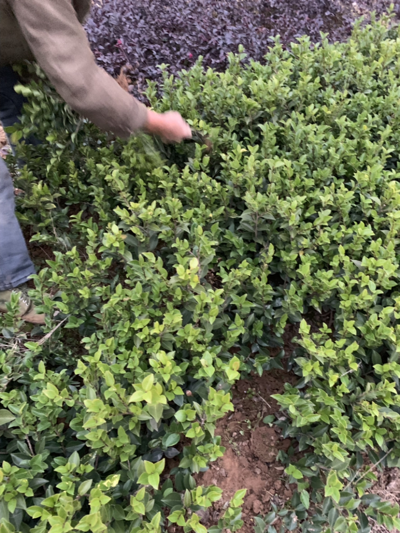 茶梅茶梅苗，1至3年生小苗，农户直销。