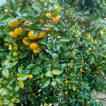广西梧州夏郢沙糖桔