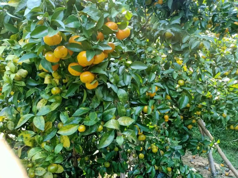 广西梧州夏郢沙糖桔
