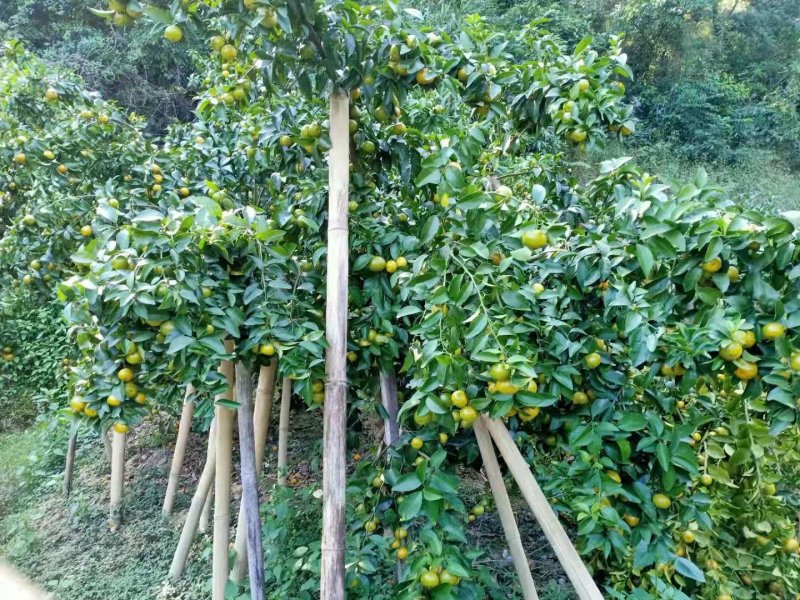 广西梧州夏郢沙糖桔