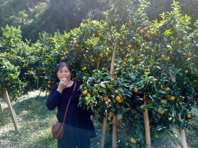 广西梧州夏郢沙糖桔