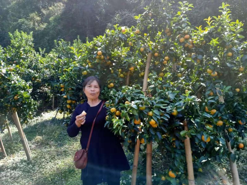 广西梧州夏郢沙糖桔
