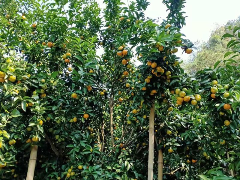 广西梧州夏郢沙糖桔