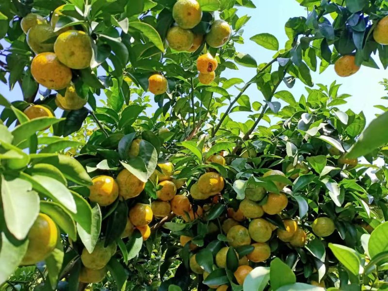 广西梧州夏郢沙糖桔
