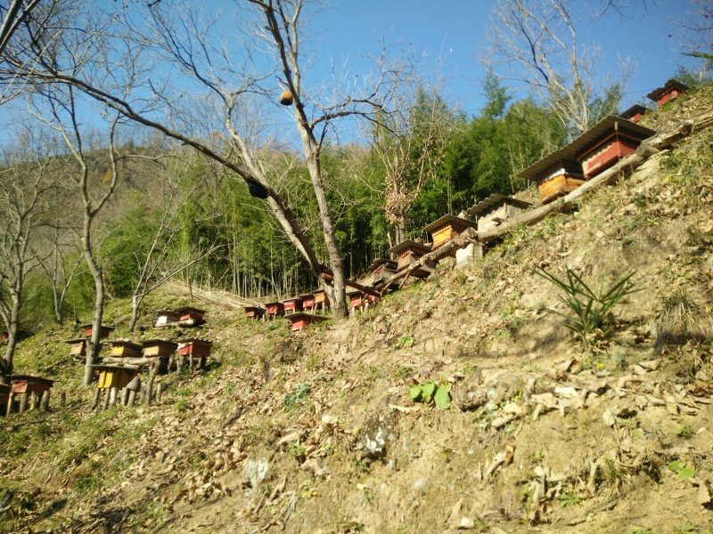 陕西大秦岭山中百花土蜂蜜