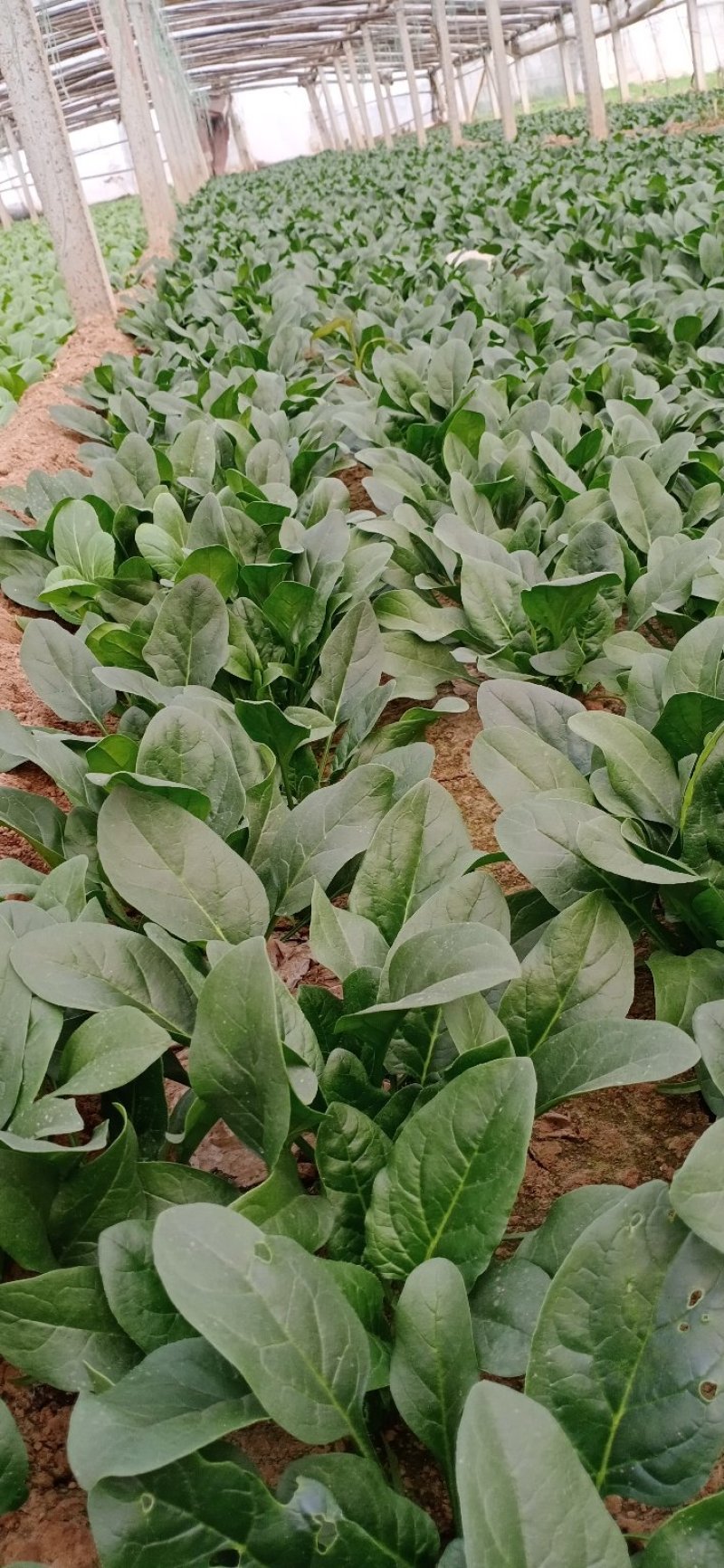精品菠菜产地直发诚信商家保质保量欢迎各大商家来采购