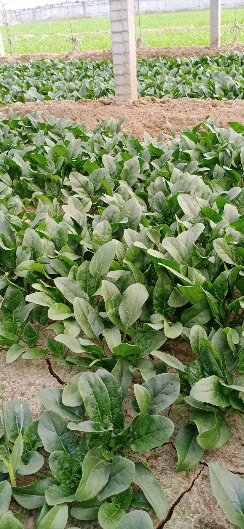 精品菠菜产地直发诚信商家保质保量欢迎各大商家来采购