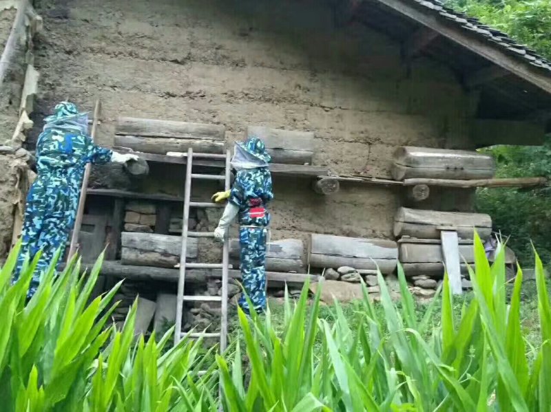 陕西大秦岭山中百花土蜂蜜