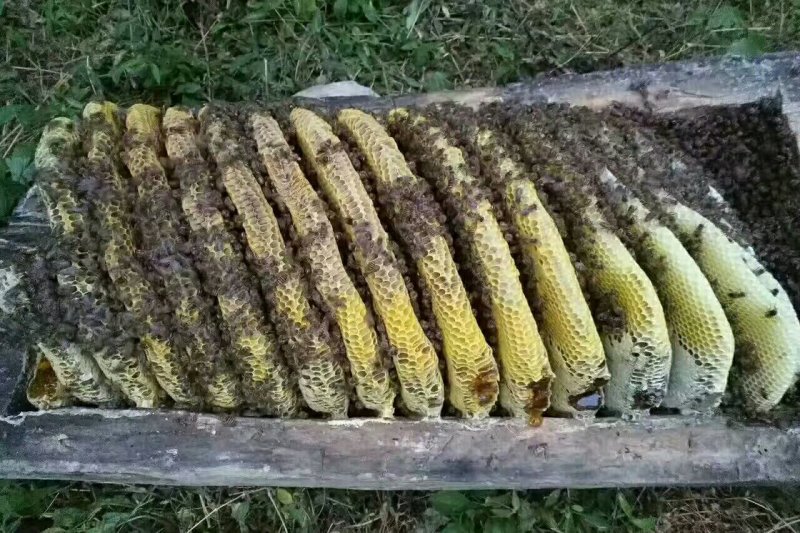 陕西大秦岭山中百花土蜂蜜