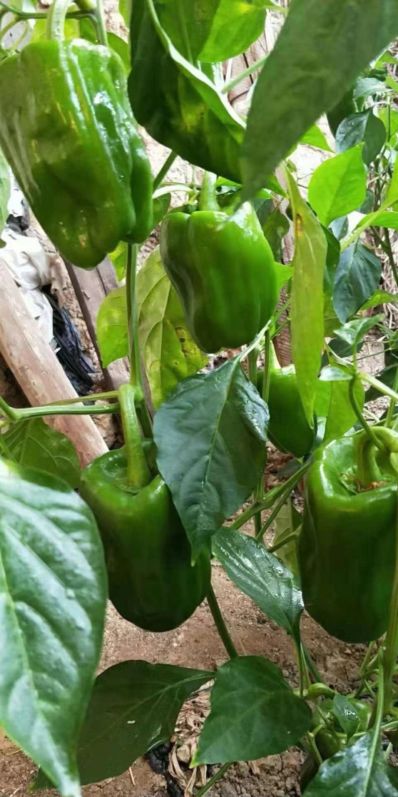 海丰25麻辣甜椒种子厚皮高产抗病海丰17薄皮口感好