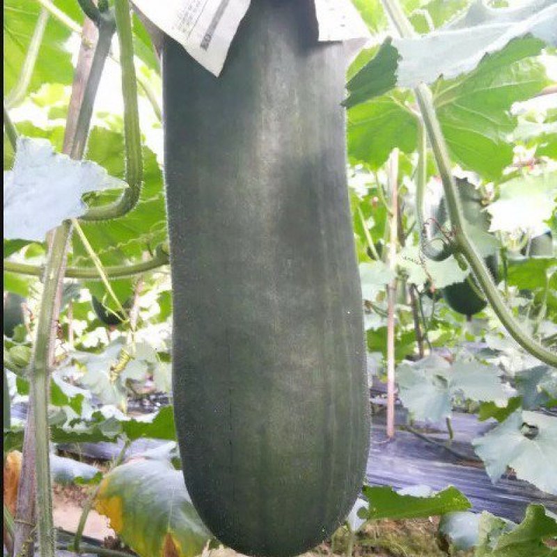 黑冬瓜