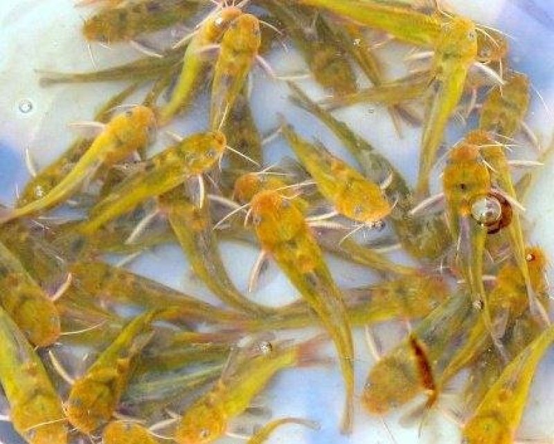 黄颡鱼苗十供自孵水花全国包邮包活