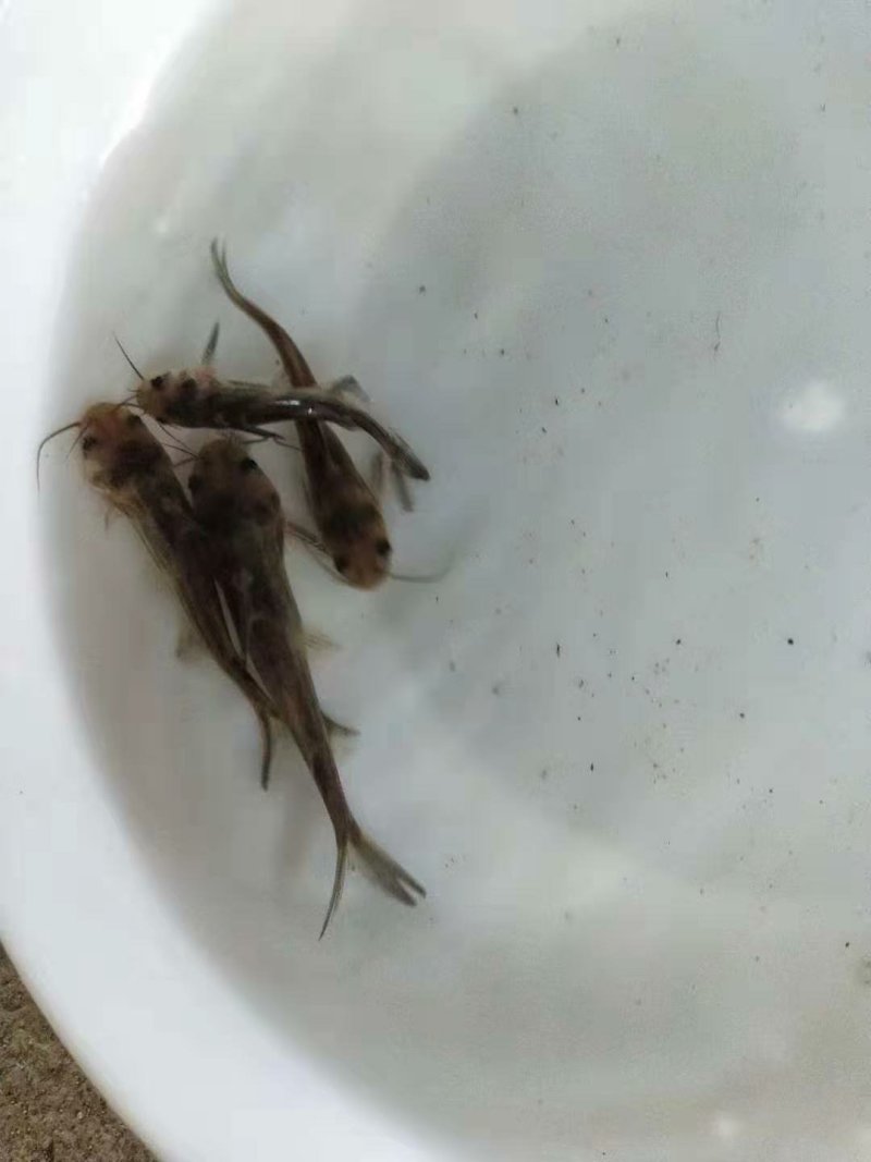 黄颡鱼苗十供自孵水花全国包邮包活