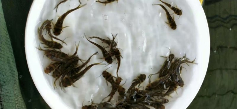 黄颡鱼苗十供自孵水花全国包邮包活
