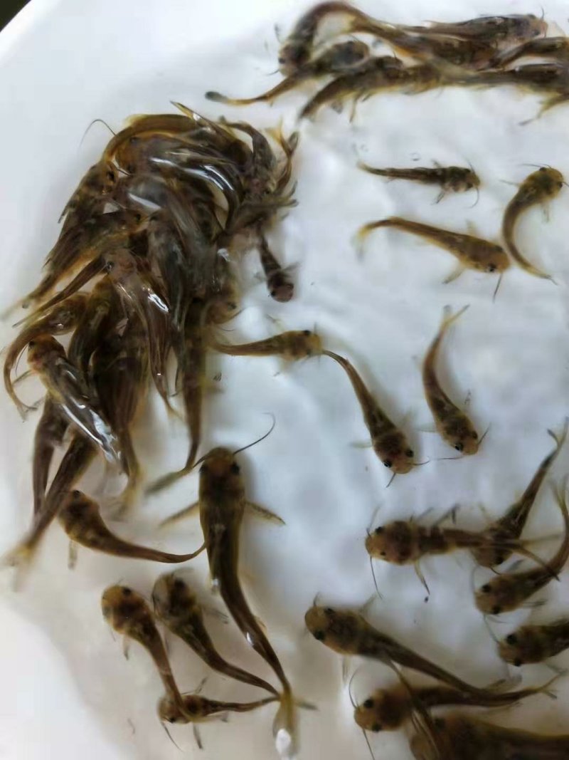 黄颡鱼苗十供自孵水花全国包邮包活