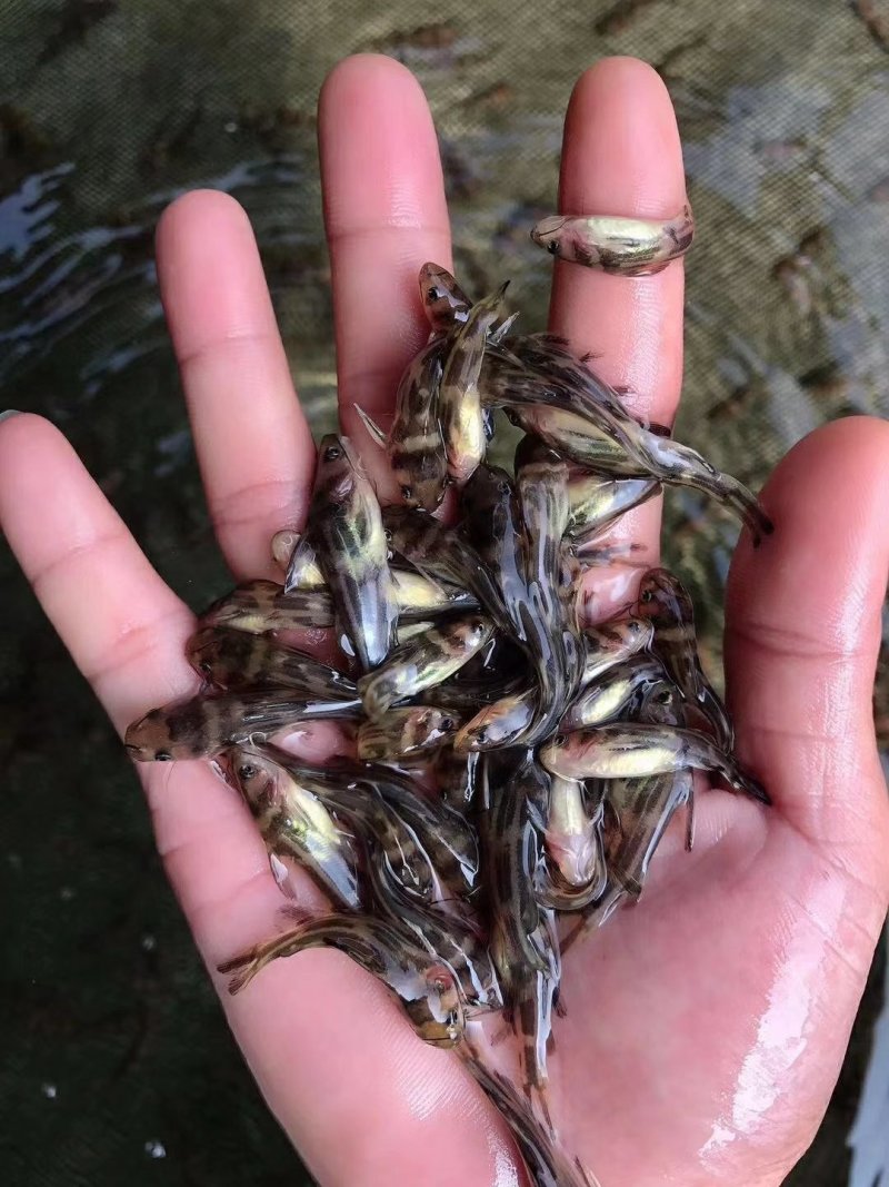 黄颡鱼苗十供自孵水花全国包邮包活