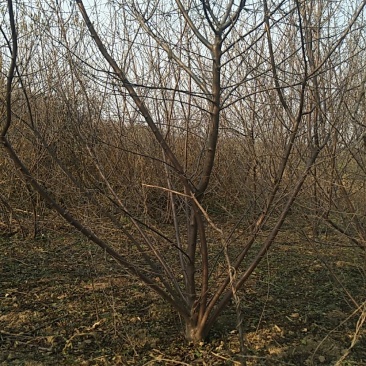 丛生山桃