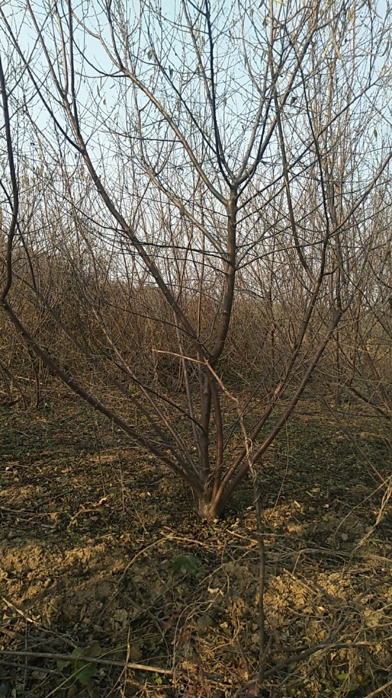 丛生山桃