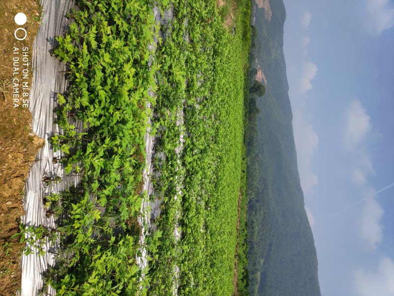吴茱萸苗蔓荊子苗想要可以聊聊价钱好商量