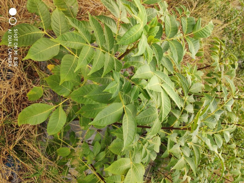 吴茱萸苗蔓荊子苗想要可以聊聊价钱好商量