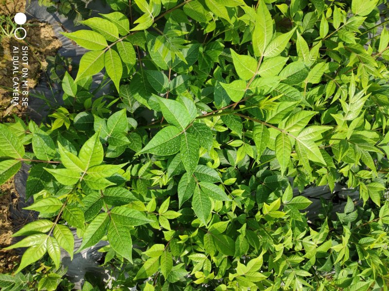 吴茱萸苗蔓荊子苗想要可以聊聊价钱好商量