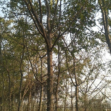 皂角树