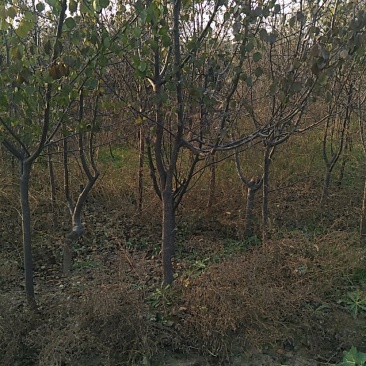 山杏树