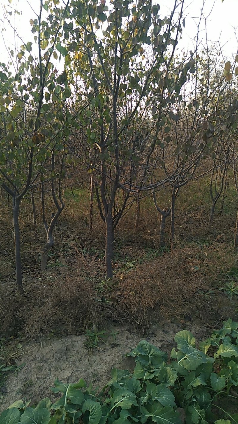 山杏树