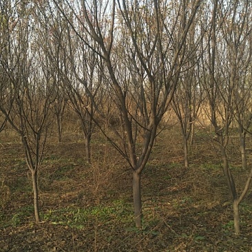 杏梅树