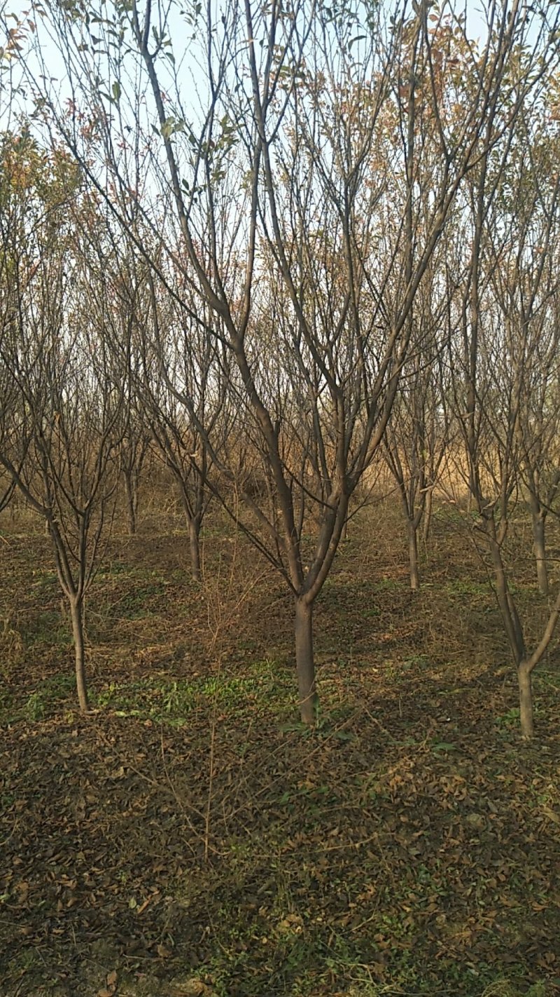 杏梅树