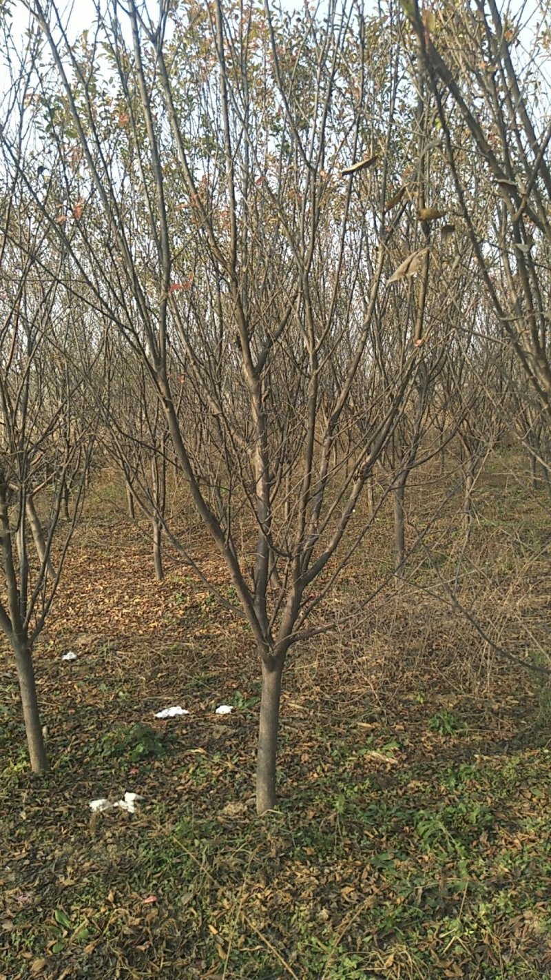 杏梅树