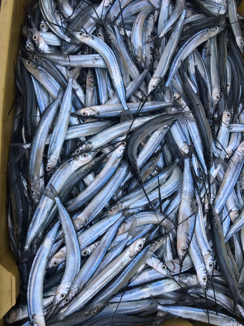 烘焙原料针鱼，烤鱼干鱼原料，嗮鱼干料，油炸各种鱼干原料