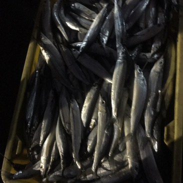 烘焙原料针鱼，烤鱼干鱼原料，嗮鱼干料，油炸各种鱼干原料