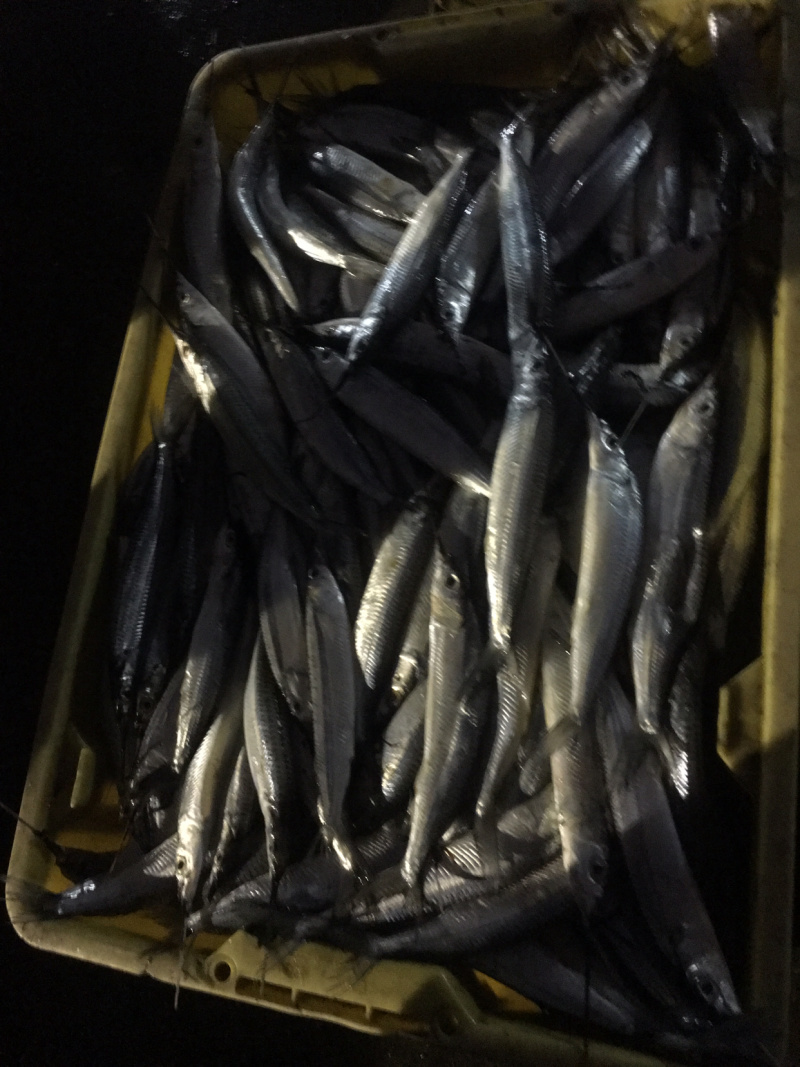 烘焙原料针鱼，烤鱼干鱼原料，嗮鱼干料，油炸各种鱼干原料