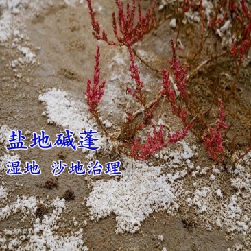 碱蓬草种子盐地碱蓬土壤改善沙地荒地耐盐碱治理护坡