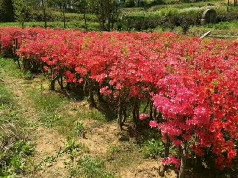 映山红，杜鹃，映山红矮桩，正宗大别山先花后叶品种，花量大