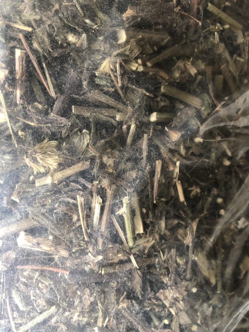 一枝黄花正品无硫一公斤起卖不包邮